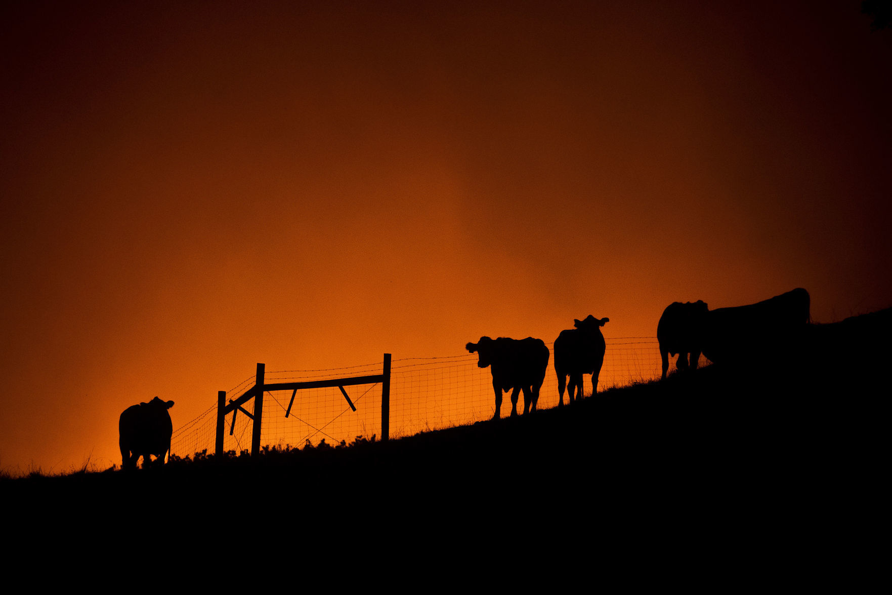 California wildfires